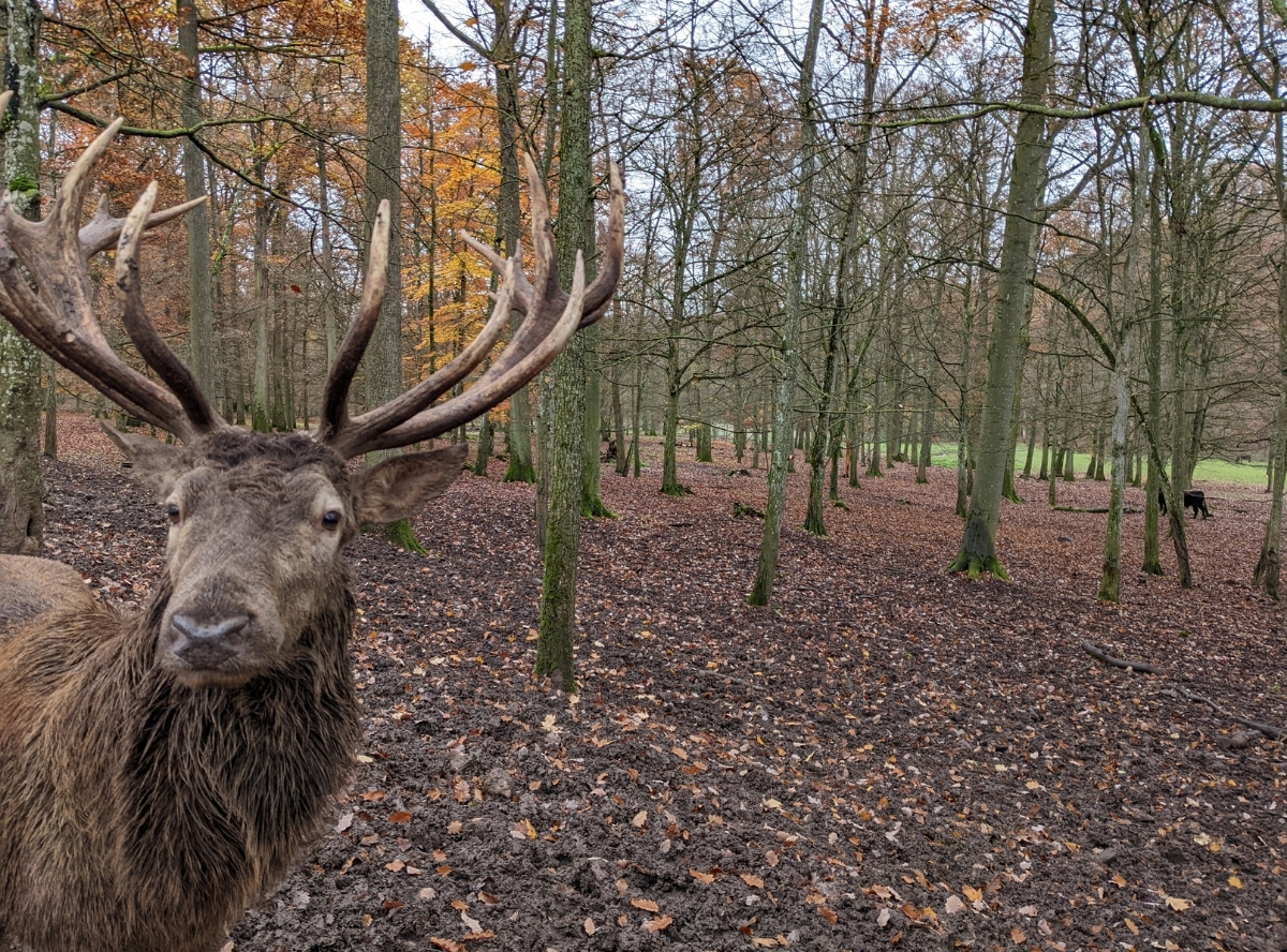 WinterWunderWald Wildparadies Tripsdrill – Ausflug mit Kindern, Foto 4