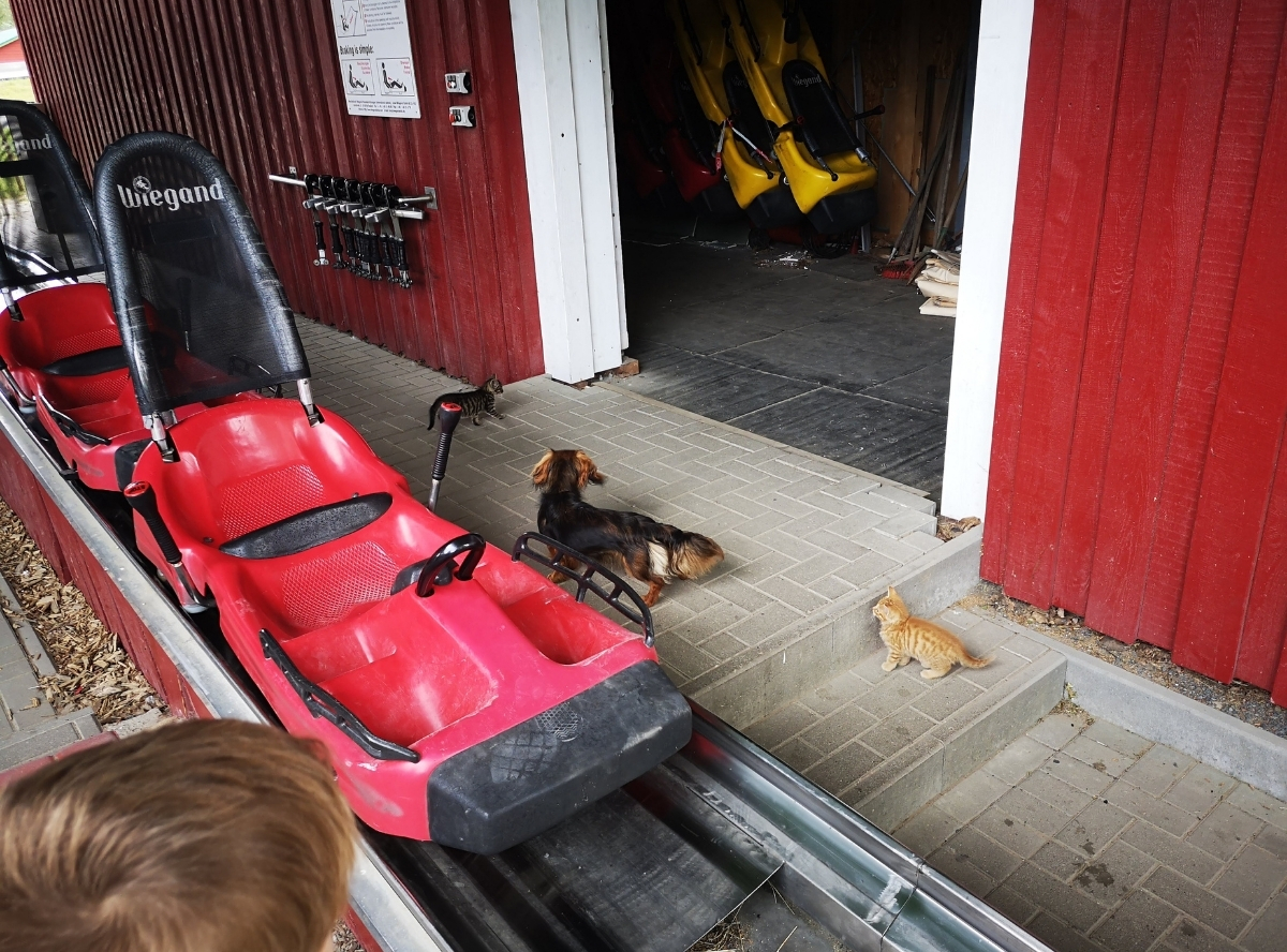 Sommerrodelbahn in Bad Doberan – Ausflug mit Kindern, Foto 3