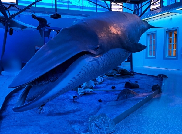 Naturkundemuseum Schloss Rosenstein in Stuttgart – Ausflug mit Kindern, Foto 4