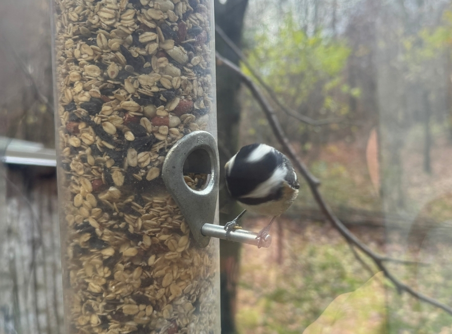 Vogelbeobachtungshaus in Sindelfingen – Ausflug mit Kindern, Foto 5