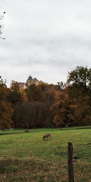 Tierpark Sababurg in Hofgeismar