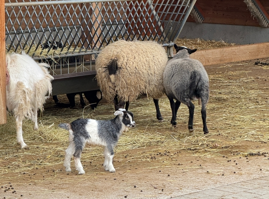 Wilhelma Stuttgart – Ausflug mit Kindern, Foto 2