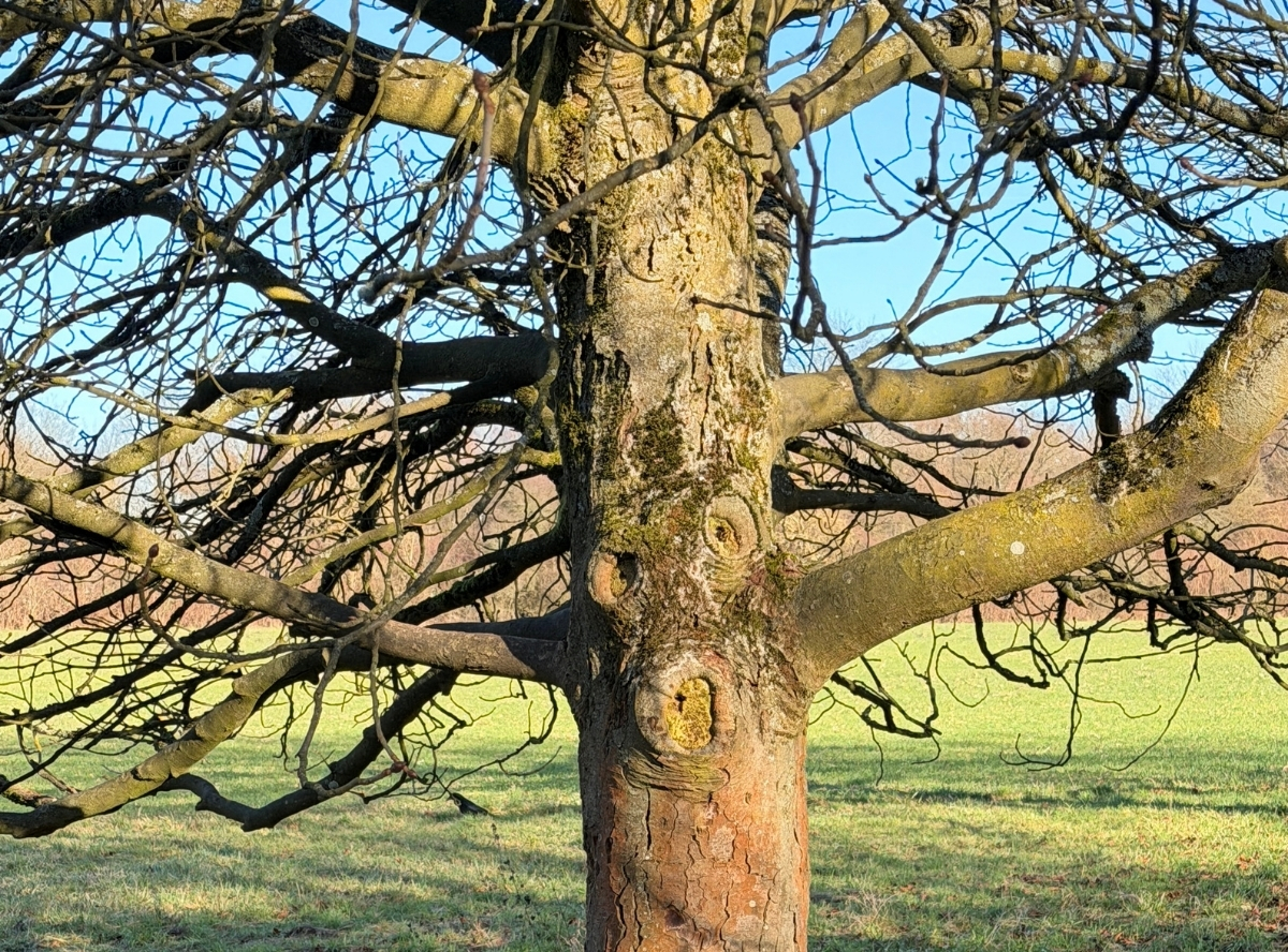 Arboretum Main-Taunus – Ausflug mit Kindern, Foto 4