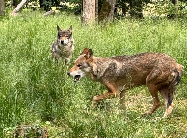 Tierisch nah dran im Wildpark in Isselburg