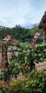 Zoo Magdeburg