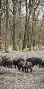 Wanderung Kapellenberg, Hofheim