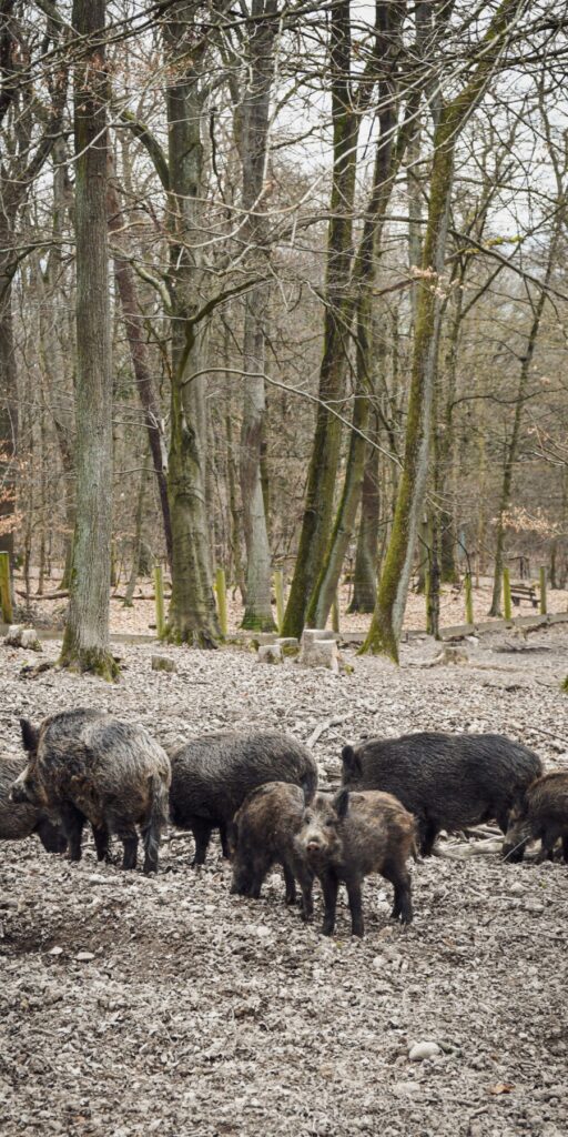 Wanderung Kapellenberg, Hofheim – Ausflug mit Kindern, Foto 1