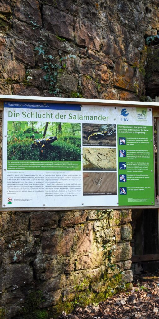 Schlucht der Salamander Klingenberg a.M.