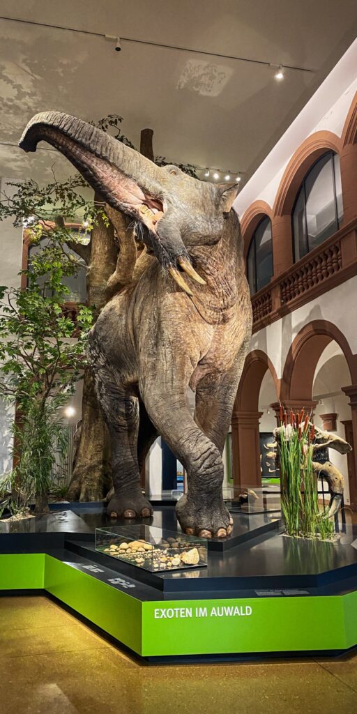 Naturhistorisches Museum Mainz