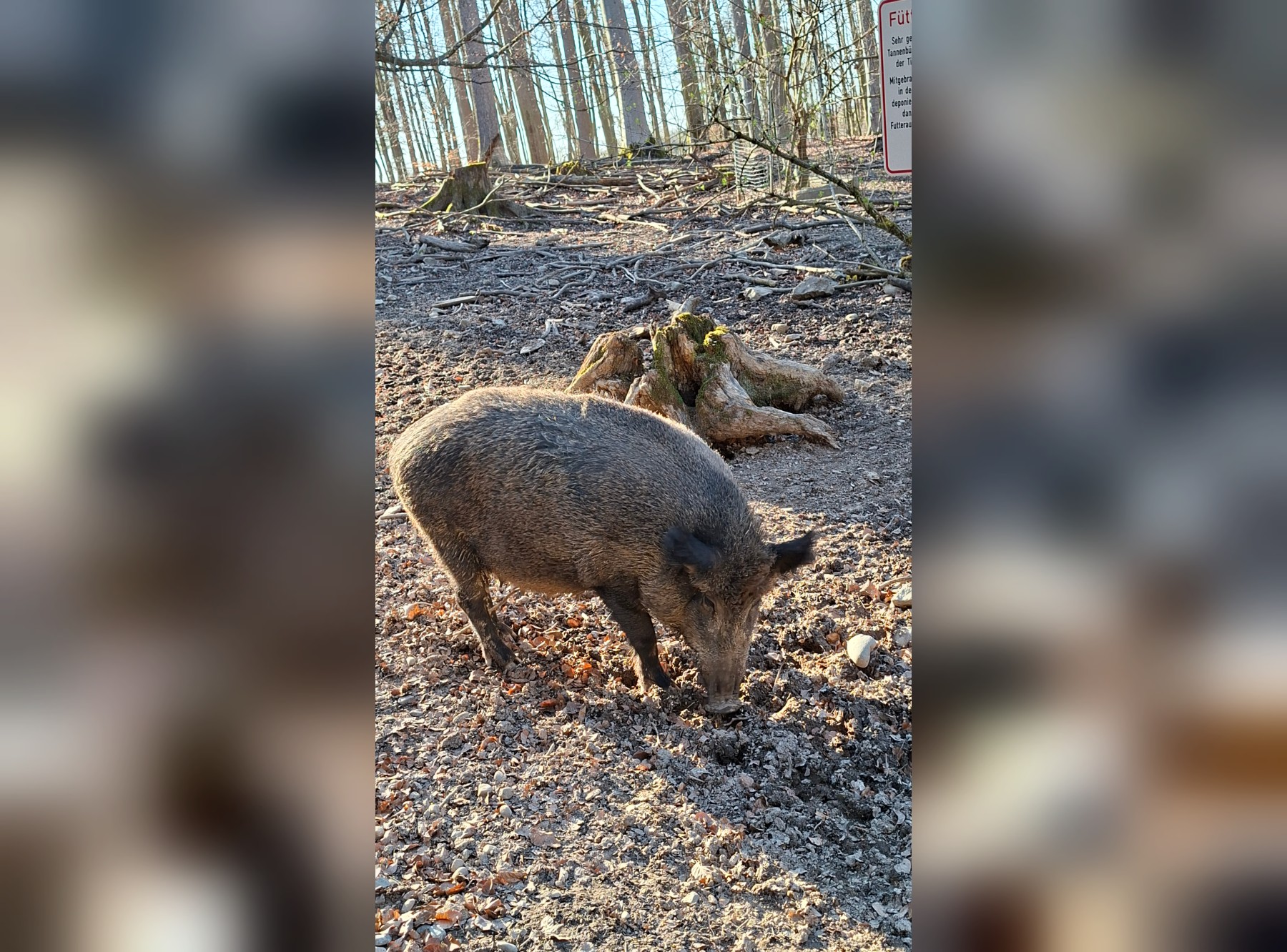 Naherholungsgebiet Tannenbühl – Ausflug mit Kindern, Foto 2