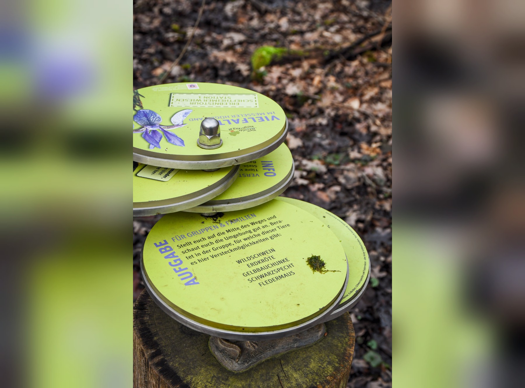 Naturlehrpfad Scheftheimer Wiesen – Ausflug mit Kindern, Foto 3