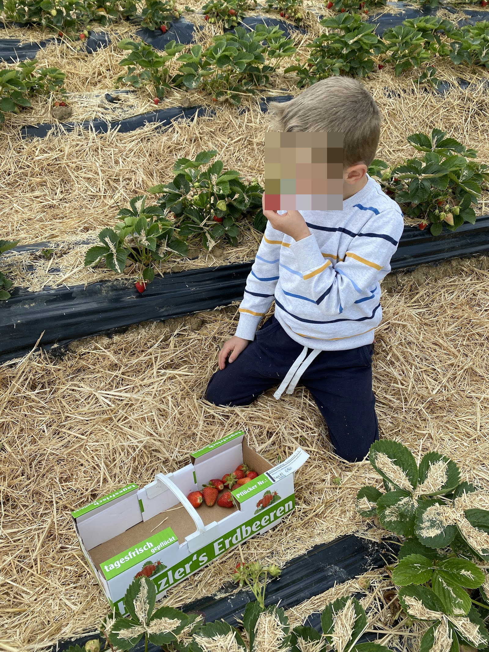 Erdbeeren selber Pflücken Rammerthof – Ausflug mit Kindern, Foto 5