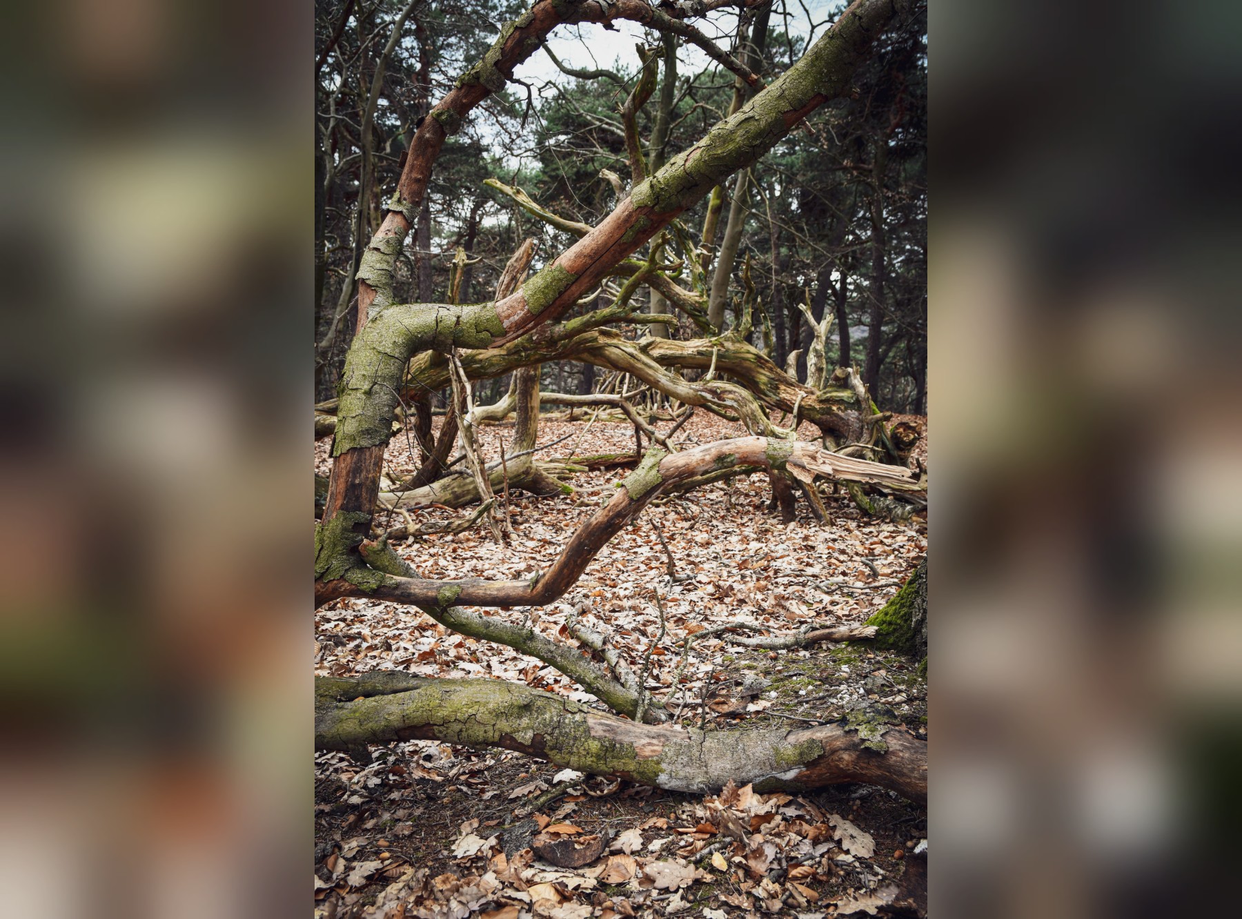 Wanderung Kapellenberg, Hofheim – Ausflug mit Kindern, Foto 6