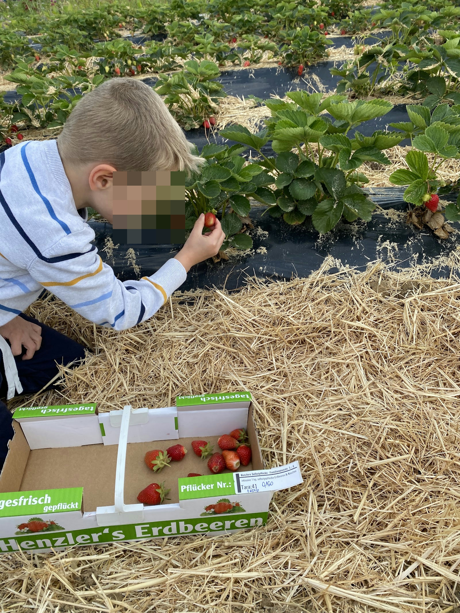 Erdbeeren selber Pflücken Rammerthof – Ausflug mit Kindern, Foto 6