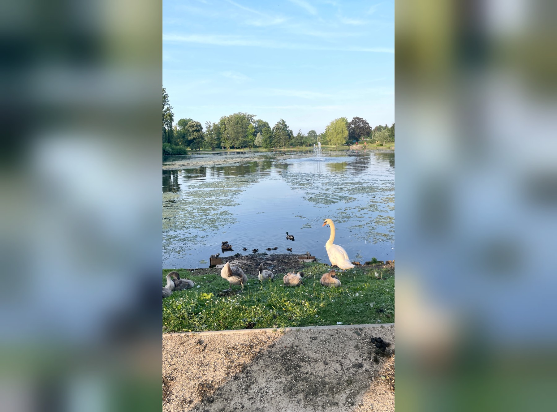 Stadtpark in Frankfurt-Höchst – Ausflug mit Kindern, Foto 7