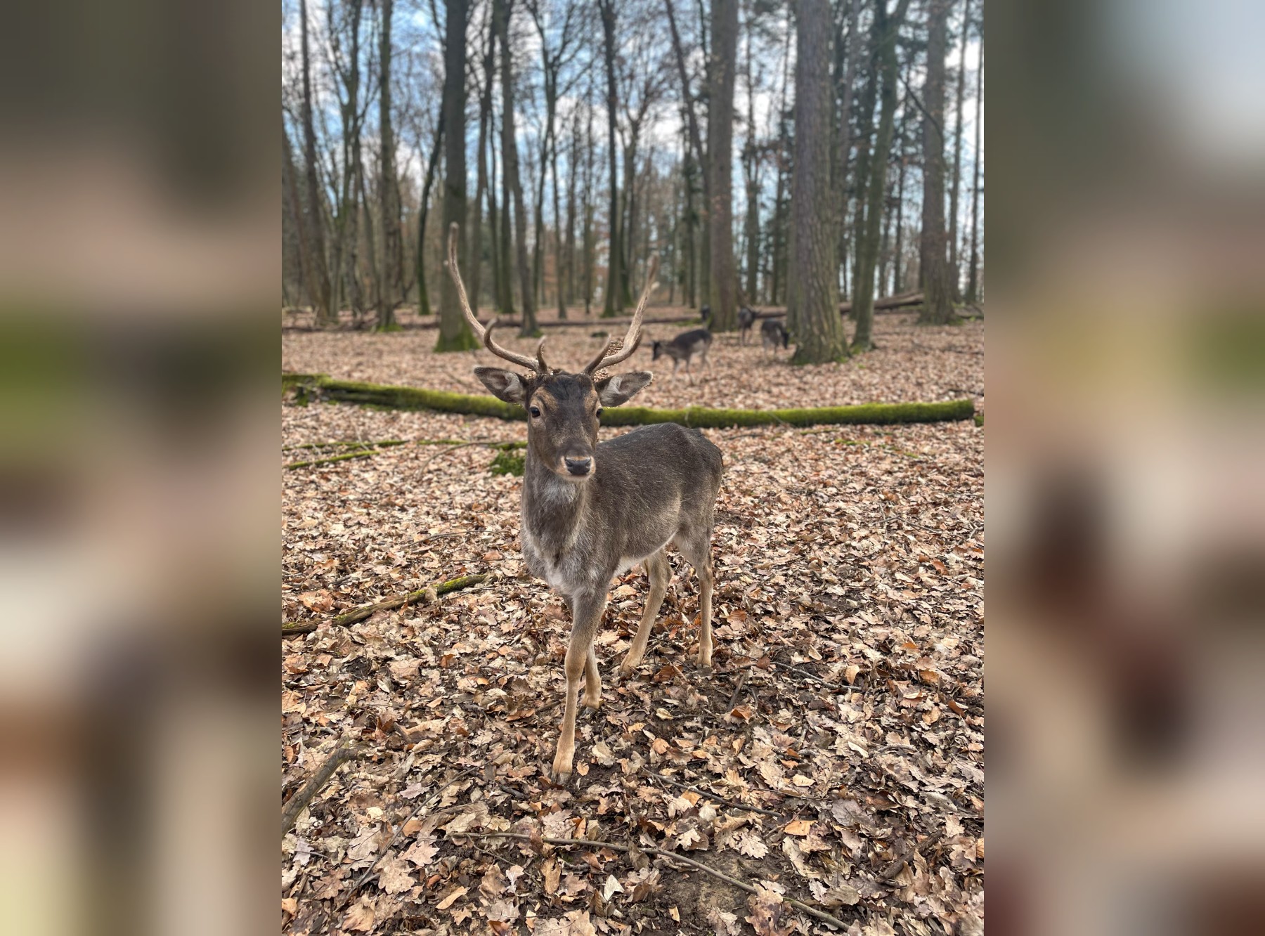 Diane Dachs Waldpfad Karlsruhe – Ausflug mit Kindern, Foto 7