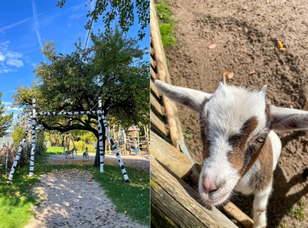Wildpark Schwarzach – Ausflug mit Kindern, Foto 5