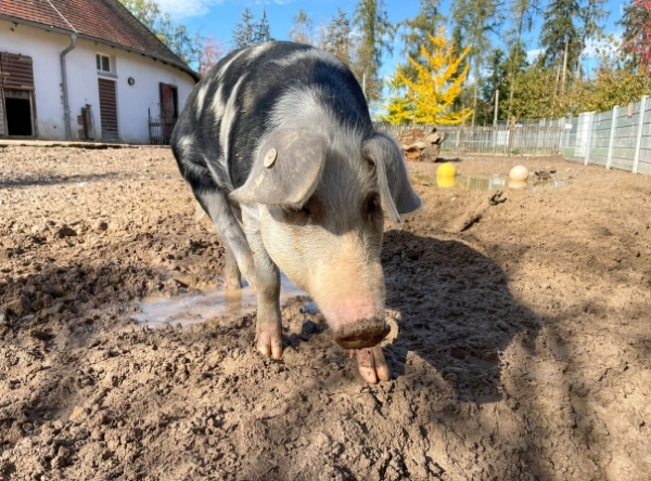 Wildpark Schwarzach – Ausflug mit Kindern, Foto 2