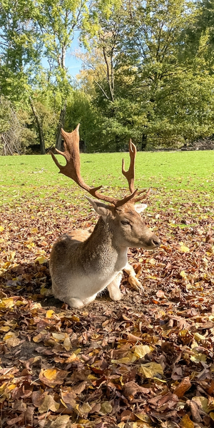 Wildpark Schwarzach