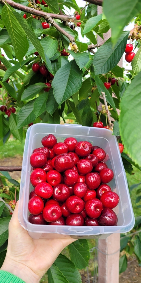 Bauerngarten Benninghoven in Düsseldorf