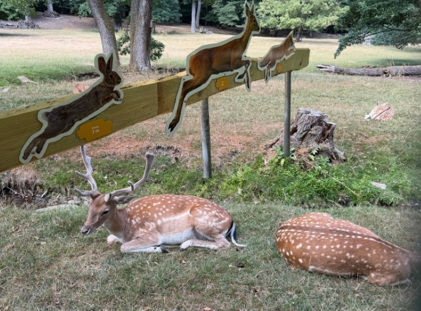 Maus-NaturErlebnispfad in Bad Homburg vor der Höhe – Ausflug mit Kindern, Foto 2