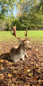 Wildpark Schwarzach