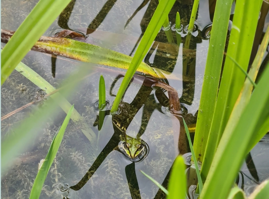 Botanischer Garten: Grüne Oase mitten in Ulm – Ausflug mit Kindern, Foto 7