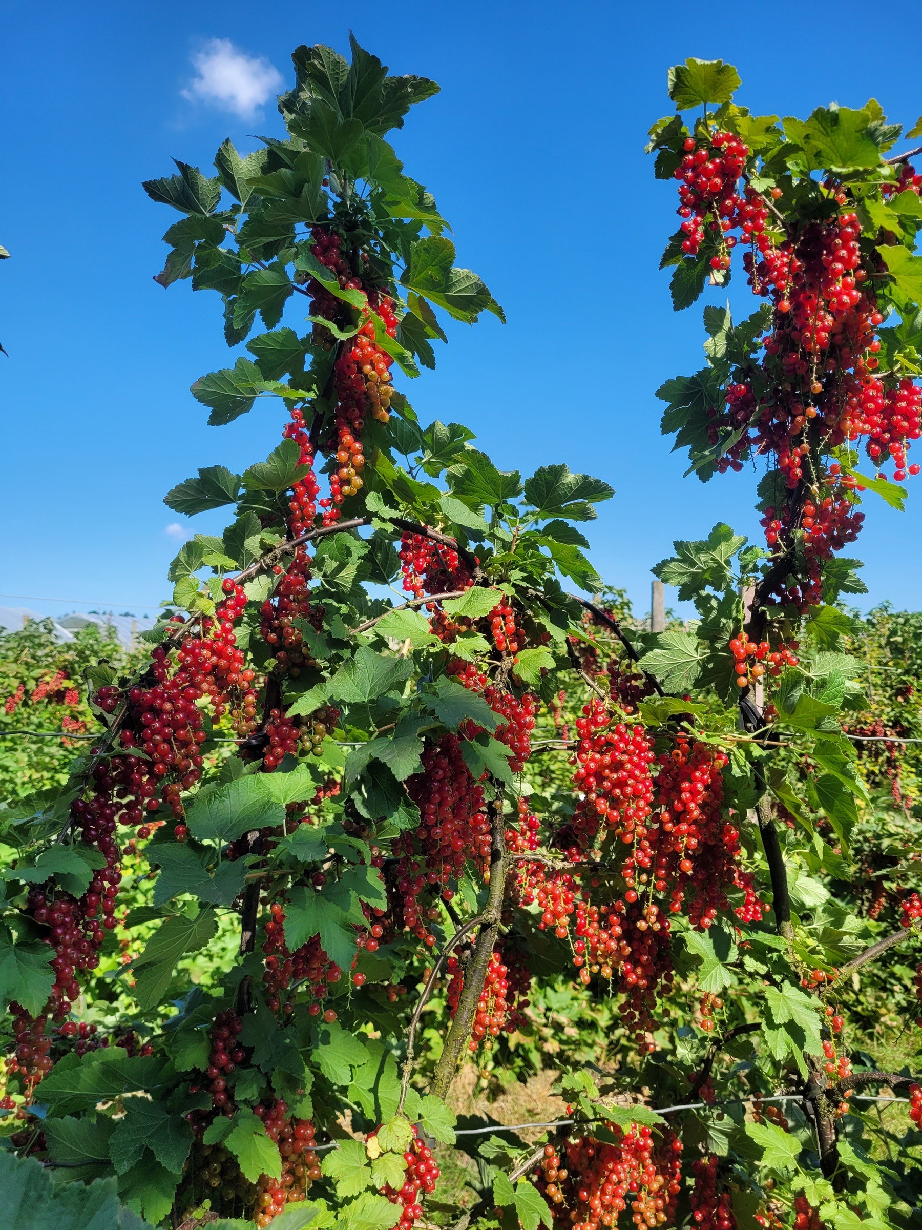 Bauerngarten Benninghoven in Düsseldorf – Ausflug mit Kindern, Foto 4