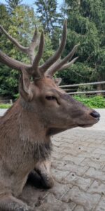 Bayerwald-Tierpark Lohberg