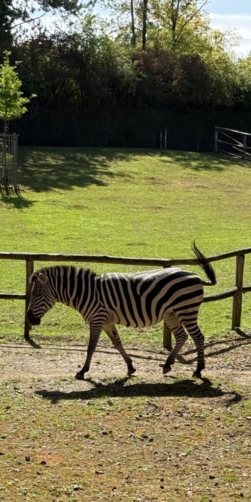 Aachener Zoo Euregiozoo