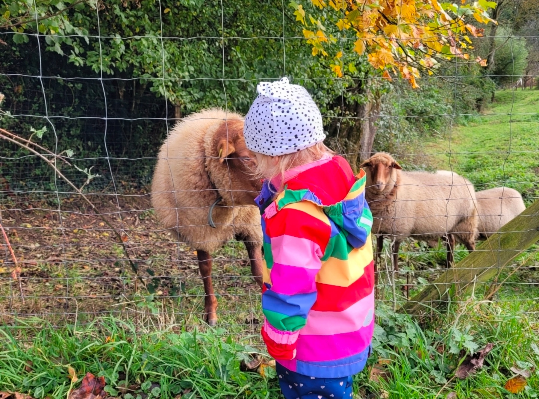 Kürbisschnitzen auf dem Dömershof in Mettmann – Ausflug mit Kindern, Foto 6