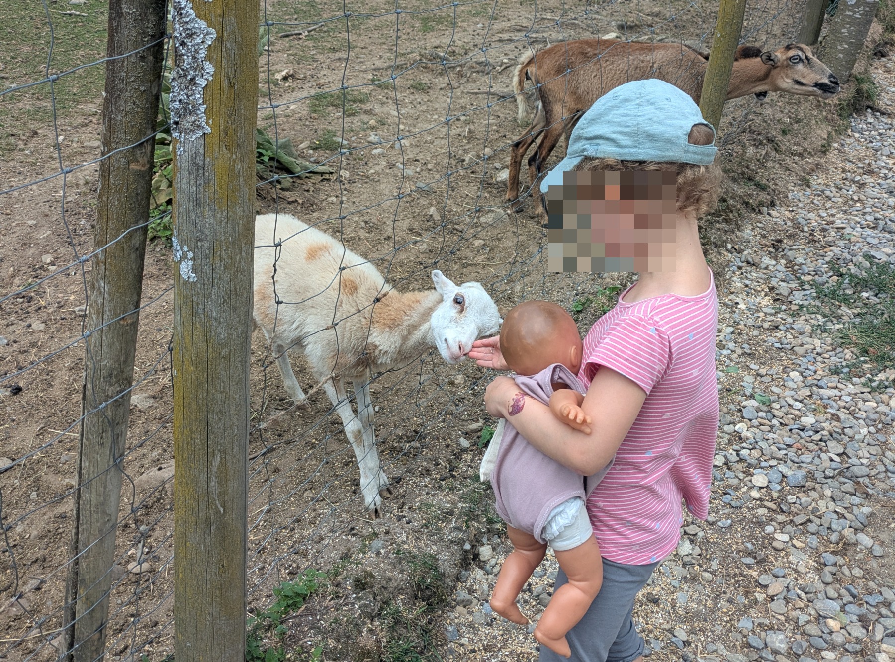 Wildpark Sonnenhalde in Neukirch-Wildpoltsweiler – Ausflug mit Kindern, Foto 5
