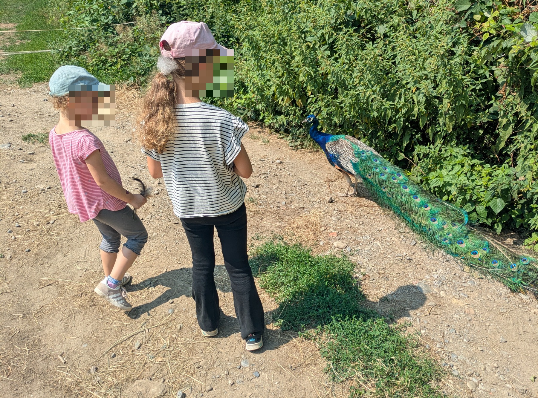 Wildpark Sonnenhalde in Neukirch-Wildpoltsweiler – Ausflug mit Kindern, Foto 6