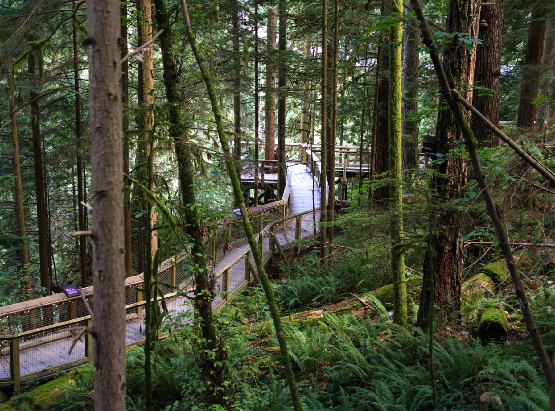 Capilano Suspension Bridge Park in North Vancouver – Ausflug mit Kindern, Foto 6