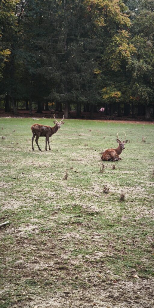 Rehe, Hirsche & Wildschweine im Wald beobachten