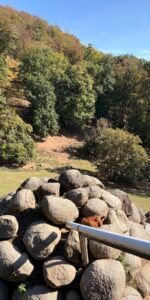 Bergtierpark Fürth-Erlenbach